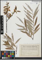 Foto von Salix alba subsp. coerulea (Sm.) Rech. f.